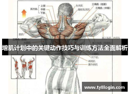 增肌计划中的关键动作技巧与训练方法全面解析